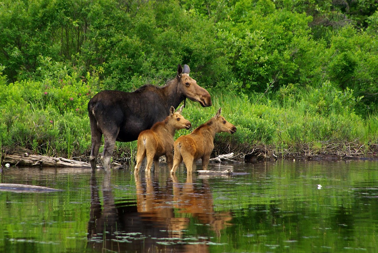 Moose with twin calfs