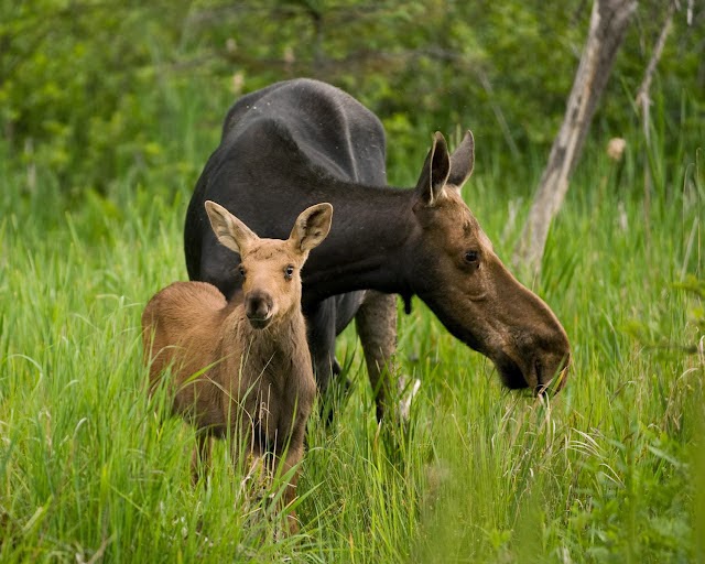 Spring Moose & Calf in Algonquin Park