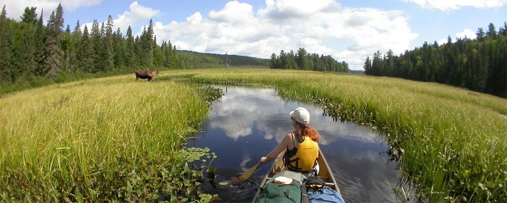 Algonquin Moose Adventures