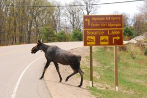 Spring Moose crossing highway in Algonquin Park