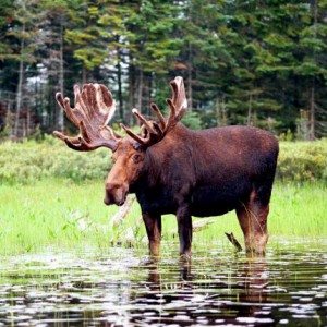 west side of Algonquin Park moose