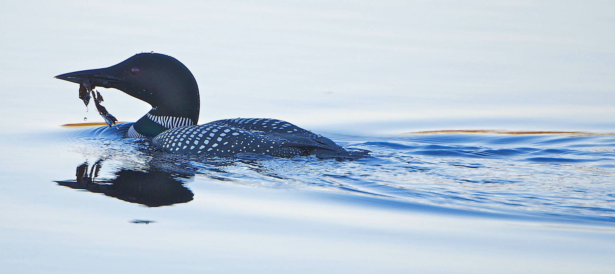 Robin Tapley Tapley Nature Trails Loon