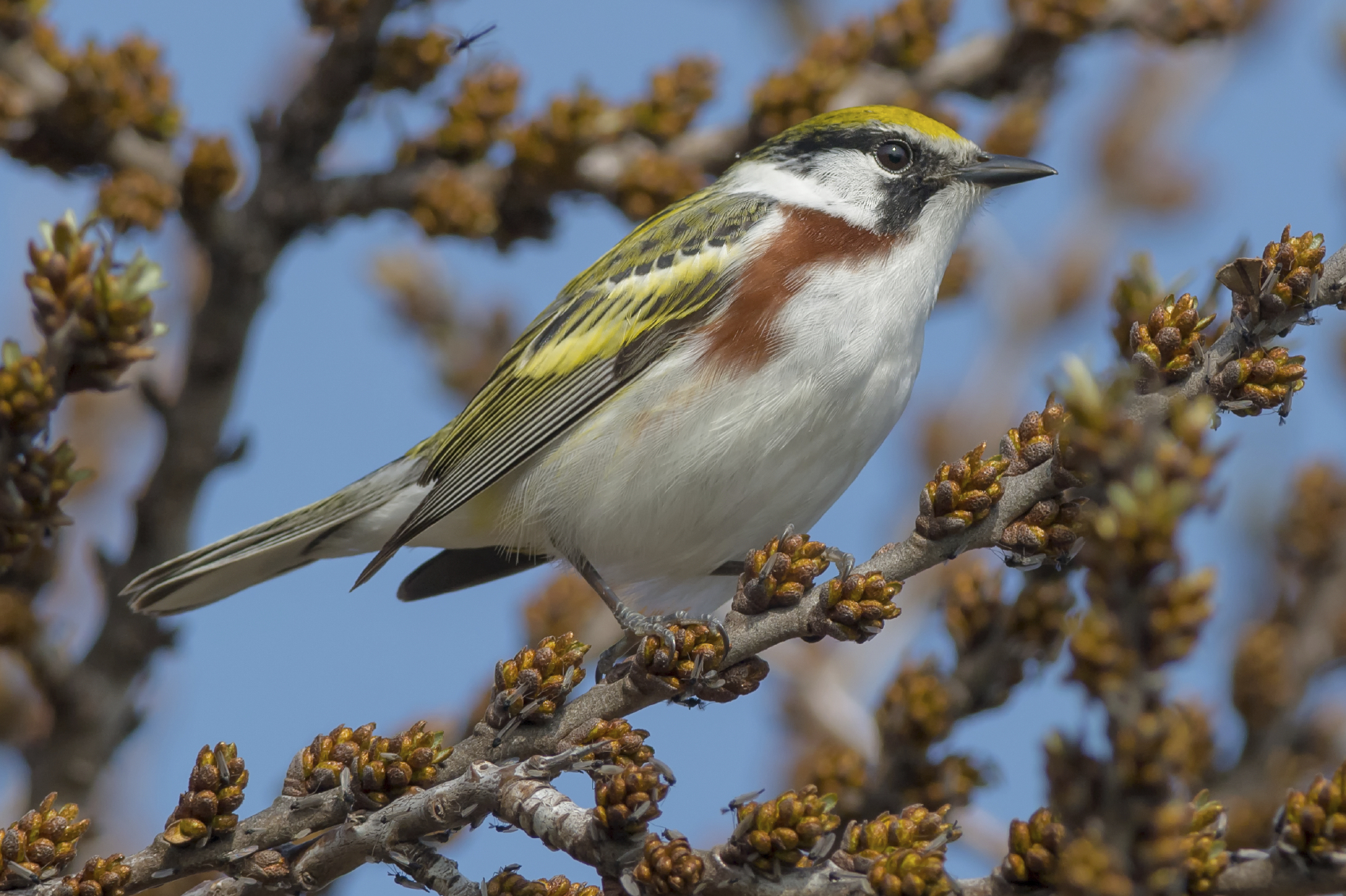 PARK  Spring Bird