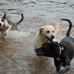 dogs in water resized