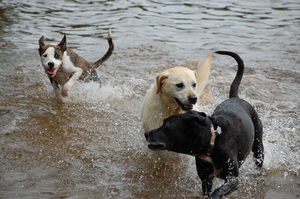 dogs in water resized - The Great Canadian Wilderness