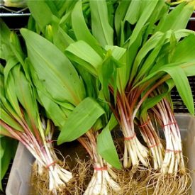 wild leek festival