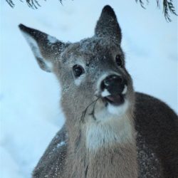 Loring Restoule Deer Yard