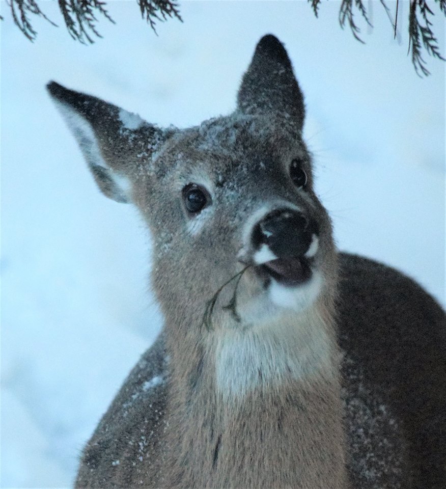 Loring Restoule Deer Yard The Great Canadian Wilderness