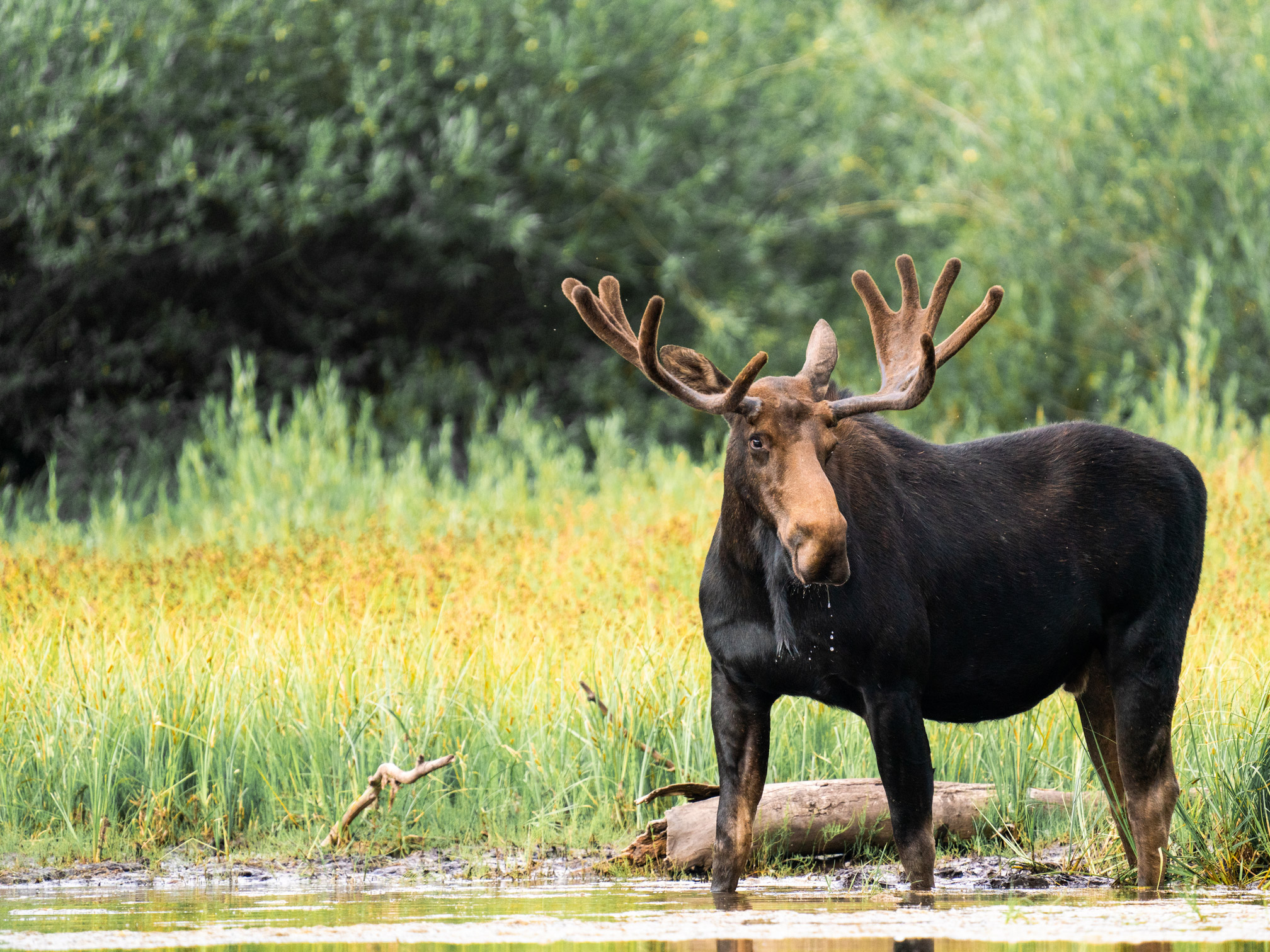 Moose standing in a stream