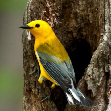 Bird in a tree
