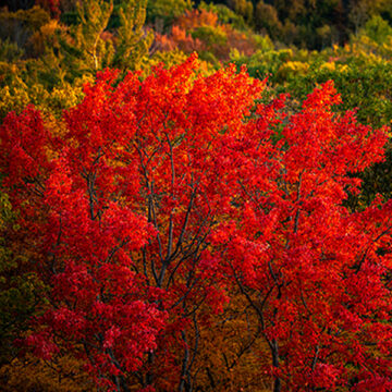 Rob Stimpson Fall Colour Workshop event listing image