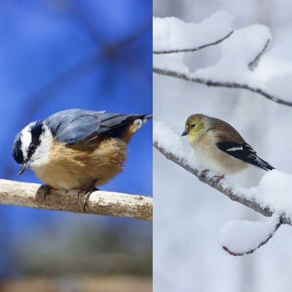 Christmas Bird Count event listing image