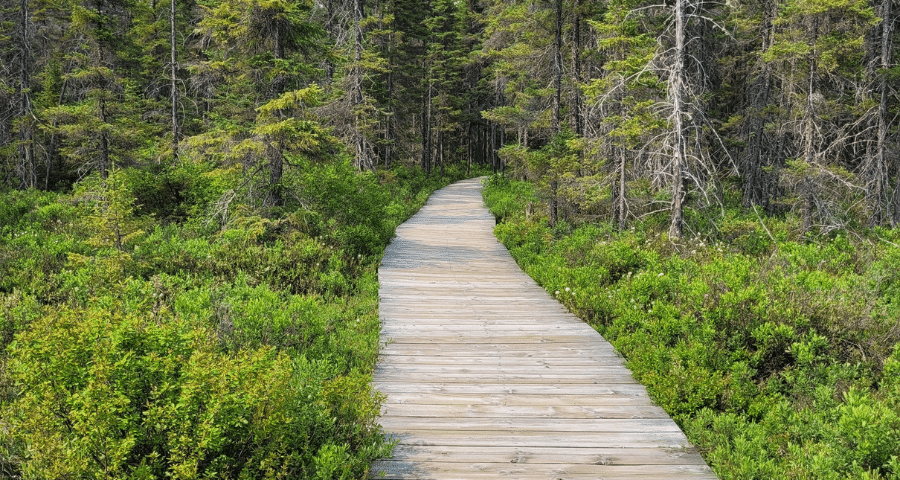 Spruce bog boardwalk trail algonquin clearance park