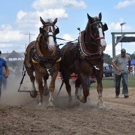 South River/Machar Fall Fair - The Great Canadian Wilderness