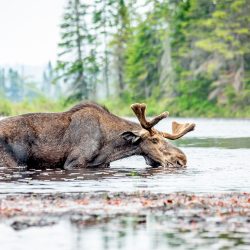 Moose in swamp drinking